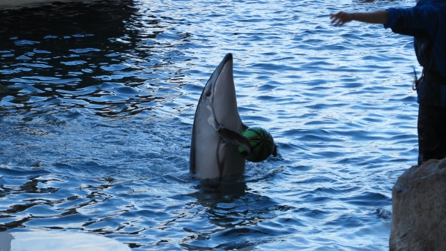 A dolphin performing with a ball during a show at Kinosaki Marine World, a popular attraction near Kinosaki Onsen.