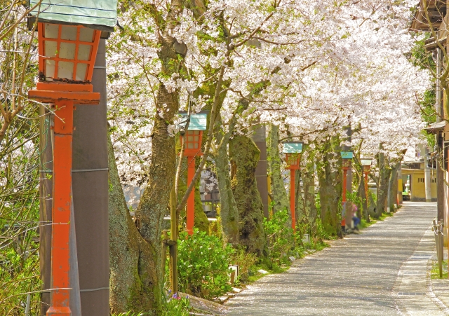 Cherry blossoms in full bloom lining a lantern-lit path in Kinosaki Onsen, offering a picturesque springtime stroll.