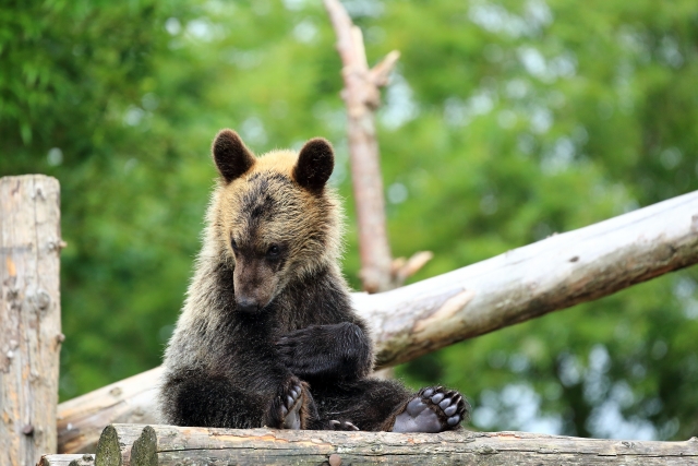 Noboribetsu Onsen - Noboribetsu Onsen Travel Guide | Best Hot Springs in Hokkaido Noboribetsu Onsen A brown bear cub resting at Noboribetsu Bear Park surrounded by greenery