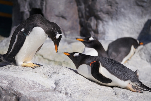 Noboribetsu Onsen - Noboribetsu Onsen Travel Guide | Best Hot Springs in Hokkaido Noboribetsu Onsen Penguins relaxing at Noboribetsu Marine Park Nixe, a popular family attraction