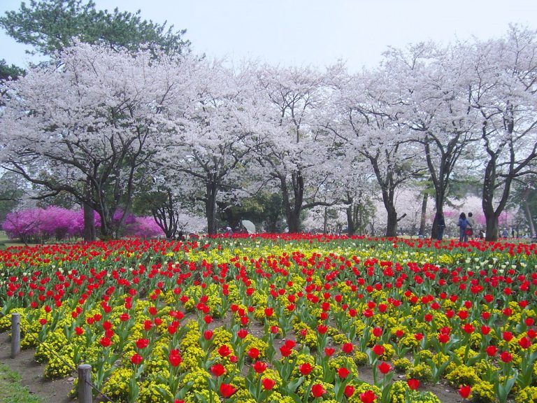 Beppu Onsen colorful spring garden with cherry blossoms and tulips.