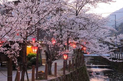 Cherry blossoms and lantern-lit riverside path at dusk in Dogo Onsen, capturing the town’s serene spring atmosphere.