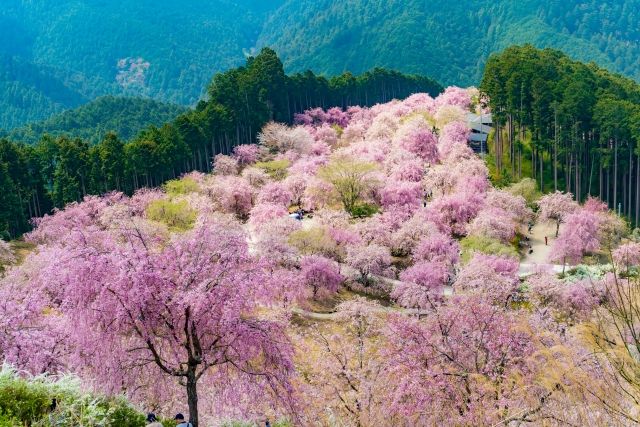 Nara Japan - Nara Japan: Explore Ancient Temples, Friendly Deer, and Cultural Charm Nara Japan - Nara Japan: Explore Ancient Temples, Friendly Deer, and Cultural Charm