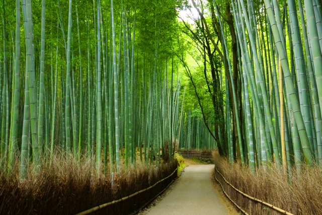Arashiyama - Arashiyama Kyoto Travel Guide: Kitayama & Zen Walks
