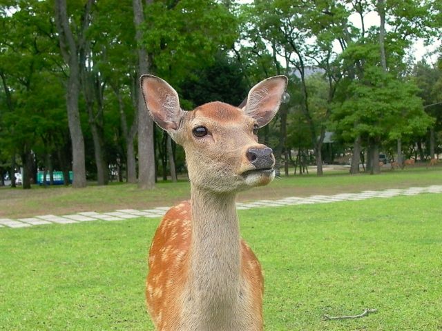 32387074_s4304704323932750390