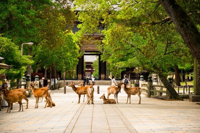 Nara Japan - Nara Japan: Explore Ancient Temples, Friendly Deer, and Cultural Charm 3910064_s7124663820452292657.jpg