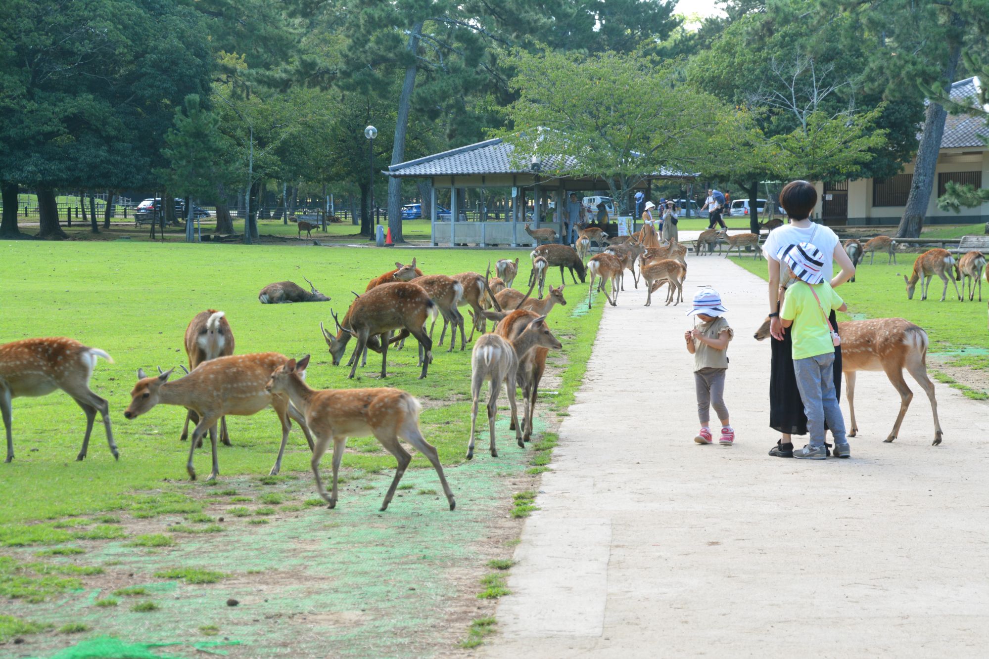 Nara Japan - Nara Japan: Explore Ancient Temples, Friendly Deer, and Cultural Charm Nara Japan - Nara Japan: Explore Ancient Temples, Friendly Deer, and Cultural Charm