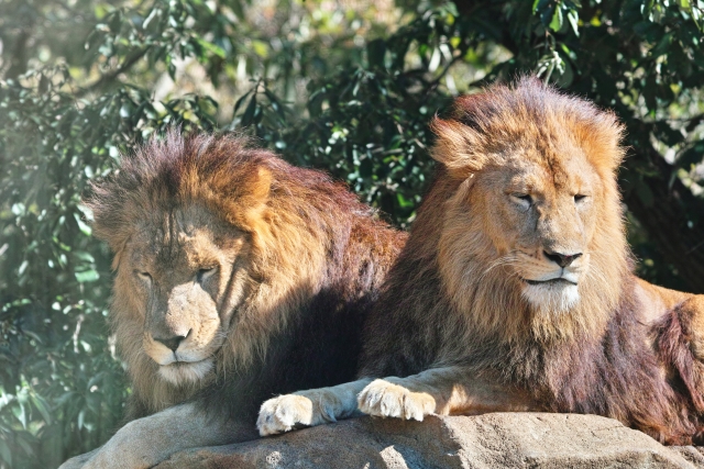Himeji - Discover Himeji Castle – Japan’s Timeless White Heron Fortress